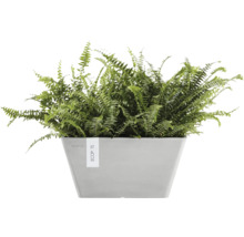 Grüner Farn in einem quadratischen Pflanzgefäß