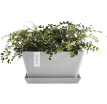 Pflanze in einem Topf mit Untersetzer