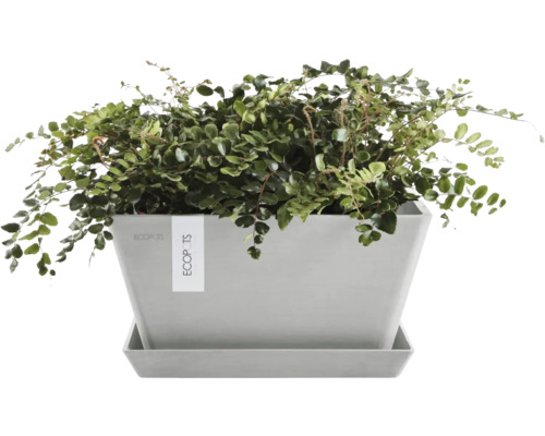 Pflanze in einem Topf mit Untersetzer