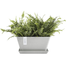 Grüner Farn in einem Pflanzgefäß