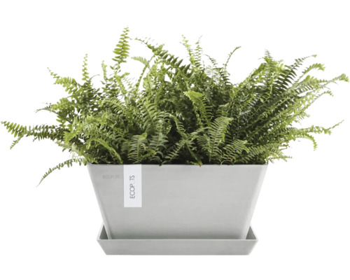 Grüner Farn in einem Pflanzgefäß