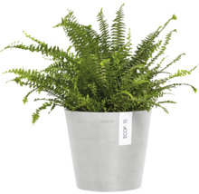 Nephrolepis Zimmerpflanze in Topf