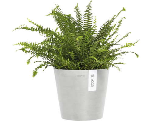 Nephrolepis Zimmerpflanze in Topf