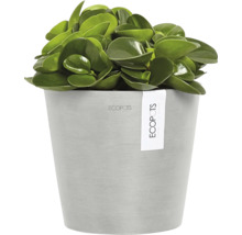 Zimmerpflanze in einem Topf der Marke Ecopots