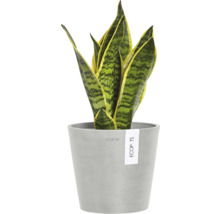 Sansevieria Pflanze im Topf