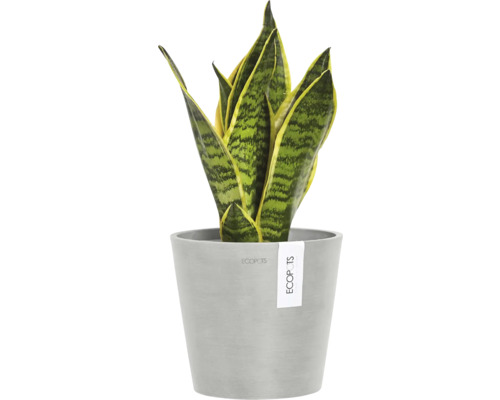 Sansevieria Pflanze im Topf