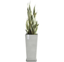 Sansevieria Pflanze im Topf