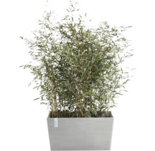 Bambus im Pflanzgefäß