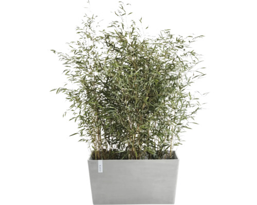 Bambuspflanze in einem Pflanzgefäß