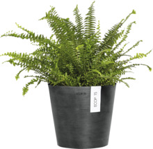 Nephrolepis-Pflanze in einem Topf