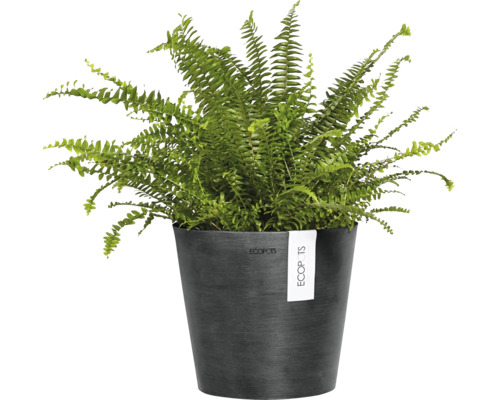 Nephrolepis-Pflanze in einem Topf