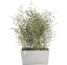 Bambuspflanze im Pflanzgefäß