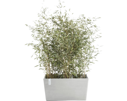 Bambuspflanze im Pflanzgefäß