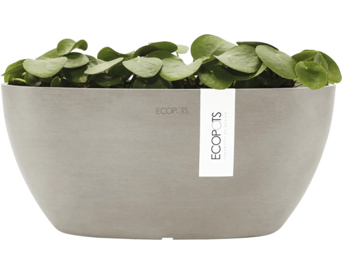 Ecopots Pflanzgefäß mit runden Blättern