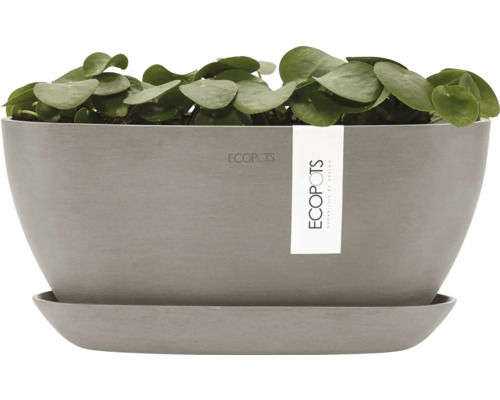 Ecopots Blumentopf mit Pflanze