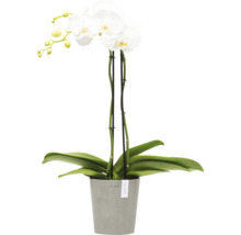 Künstliche Orchidee im Topf als Dekoration