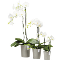 Drei weiße Orchideen in Töpfen