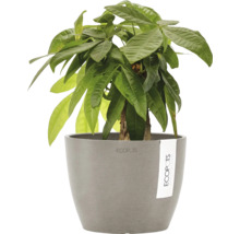 Glückskastanie in grauem Topf