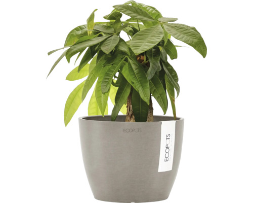 Glückskastanie in grauem Topf