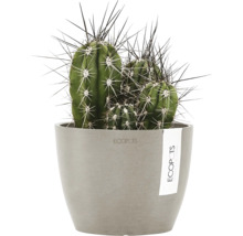 Kaktus im Topf mit langen Stacheln