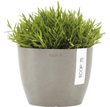 Grünes Ziergras in einem grauen Ecopots Pflanzgefäß.