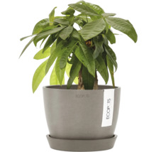 Glückskastanie in einem Pflanzgefäß