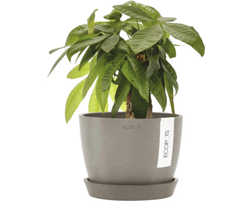 Glückskastanie in einem Pflanzgefäß