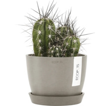 Kaktus im Topf mit Stacheln