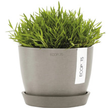 Topf mit Ziergras und Untersetzer