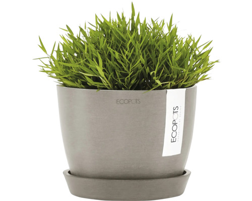 Topf mit Ziergras und Untersetzer