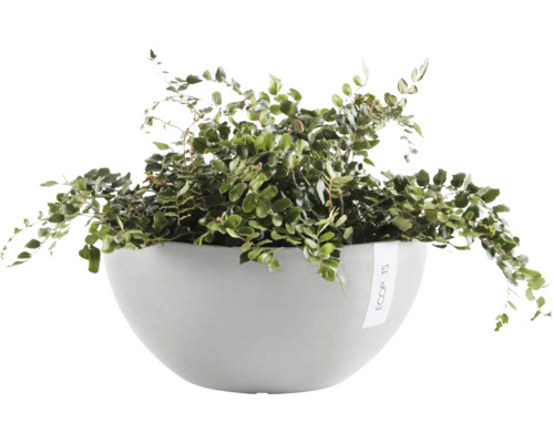 Grüne Pflanze in hellem Pflanzgefäß