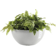 Zimmerpflanze Farn in rundem Pflanzgefäß