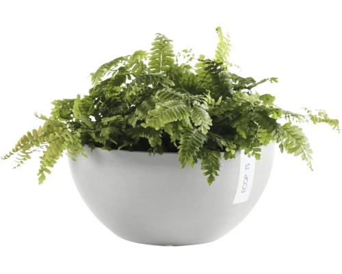 Zimmerpflanze Farn in rundem Pflanzgefäß