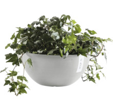 Efeu in einem Ecopot Pflanzgefäß