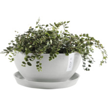 Zimmerpflanze in einem Topf mit Untersetzer