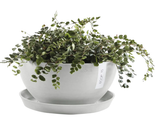 Zimmerpflanze in einem Topf mit Untersetzer