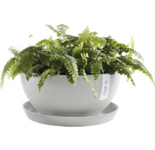 Zimmerpflanze in einem Topf mit Untersetzer