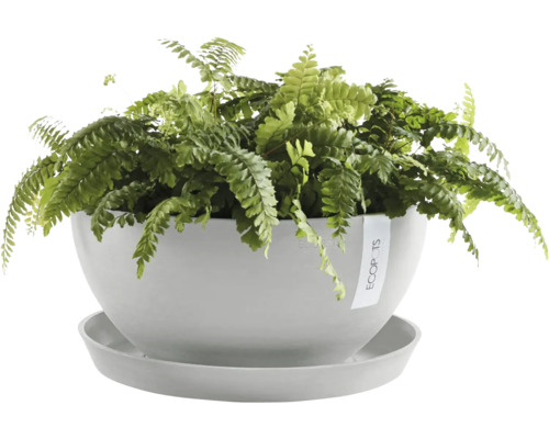 Zimmerpflanze in einem Topf mit Untersetzer