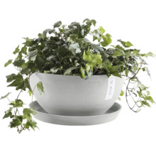 Efeu in einem runden Pflanzgefäß mit Untersetzer