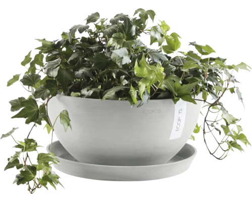 Efeu in einem runden Pflanzgefäß mit Untersetzer