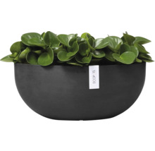 Pfefferpflanze in halbrunder Pflanzschale