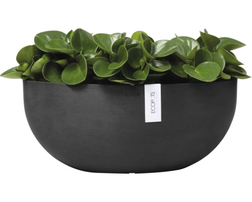 Pfefferpflanze in halbrunder Pflanzschale