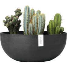 Kaktusarrangement in schwarzem Pflanzgefäß