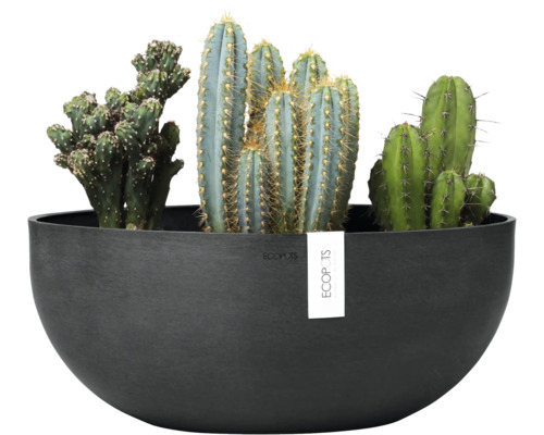 Kaktusarrangement in schwarzem Pflanzgefäß