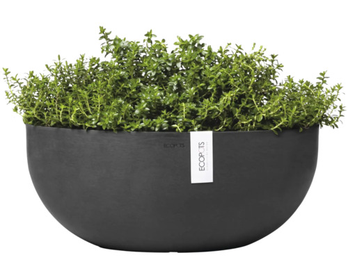 Schwarzer Pflanztopf mit grüner Pflanze