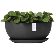 Pfefferpflanze in einem schwarzen Blumentopf mit Untersetzer