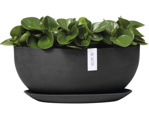 Pfefferpflanze in einem schwarzen Blumentopf mit Untersetzer