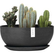 Kakteengruppe in schwarzem Pflanzgefäß mit Untersetzer