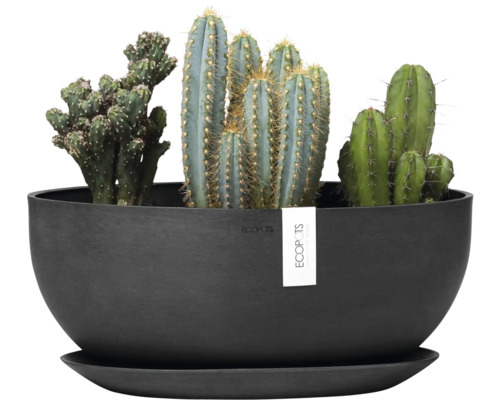 Kakteengruppe in schwarzem Pflanzgefäß mit Untersetzer