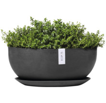 Schwarzer Pflanztopf mit grüner Pflanze und Untersetzer